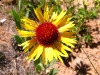 Rocky Mountain Wildflower
