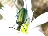 Anza Borrego Desert Bug