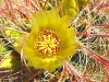 Borrego Springs Barrel Cactus Flower