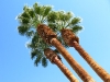 Borrego Springs Palm Trees