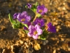 Tiny Spring Desert Flowers near Organ Pipe Natl. Monument