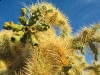 Why, AZ Desert Cacti near Organ Pipe Natl. Monument