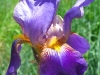 Iris blooms at Jerry's Acres