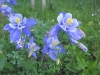 Colorado Rocky Mountain Spring Flowers