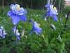 Colorado Rocky Mountain Spring Flowers