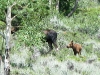 Crystal Lakes Colorado Moose Cow with Calf