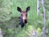 Crystal Lakes Colorado Moose Cow