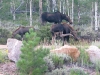 Crystal Lakes Moose Cow and Calves out our window