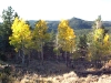 Crystal Lakes Colorado Aspen Fall Colors