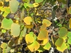 Crystal Lakes Colorado Aspen Fall Colors