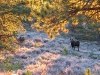 Crystal Lakes Colorado Moose Cow and Calf