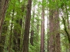 Redwood State Parks California North Coast