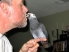 African Grey Parrot at Shapiro Zoo