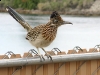 Bullhead City Arizona Roadrunner