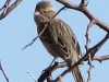 Elfrida Arizona Wild Bird