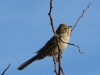 Elfrida Arizona Wild Bird