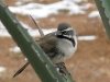 Elfrida Arizona Ranch Wild Bird