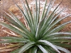 Elfrida Arizona Desert Snow