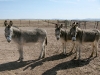 Elfrida Arizona Ranch Donkeys