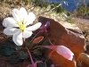 Dewey Utah Wildflower