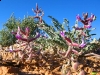 Dewey Utah Wildflower