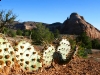 Dewey Utah Wild Cactus