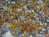 Colorado Rocky Mountain Lichens