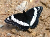 Colorado Rocky Mountain Butterfly