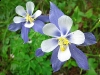 Colorado Rocky Mountain Columbine