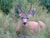 Vickers Ranch Deer Outside RV Door