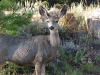 Red Feather Lakes deer oustide window at home