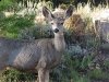 Red Feather Lakes deer oustide window at home
