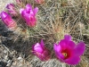 Big Bend Ranch Texas State Park Cactus Blooms