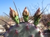 Big Bend Ranch Texas State Park Cactus Blooms