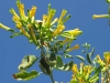 Desert Flowers Bloom along the Rio Grande