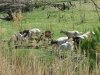 Los Chivos de Mexico en el Rio Grande