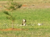 Hawk Kills Dove in Texas Wild Kingdom