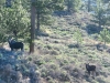 Red Feather Moose Crystal Lakes Colorado