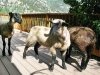 Vickers Ranch Sheep