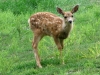 Fawn visits workamper site at Vickers Ranch