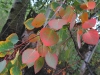 Henson Creek Lake City Colorado Aspen Leaves