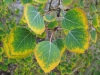 Henson Creek Lake City Colorado Aspen Leaves