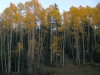 Vickers Ranch Gold Hill Aspens