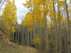 Vickers Upper Ranch Colorado Aspen Colors