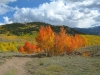 Vickers Upper Ranch Colorado Aspen Colors