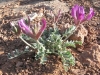 Goosenecks State Park Utah Wildflower