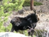 Crystal Lakes Moose Red Feather Lakes CO