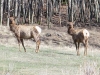 Wild Elk Herd at Vickers Upper Ranch Lake City, CO