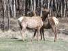 Wild Elk Herd at Vickers Upper Ranch Lake City, CO