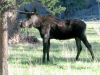 Bull Moose at Vickers Ranch Lake City, CO